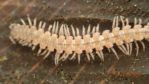 Polydesmus sp.